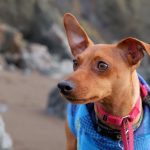 21 Free Dog Clothes Patterns   Free Printable Dog Pajama Pattern