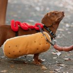 21 Free Dog Clothes Patterns   Free Printable Dog Pajama Pattern