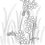 Alaska State Flower Coloring Page | Free Printable Coloring Pages   Free Printable Pictures Of Alaska