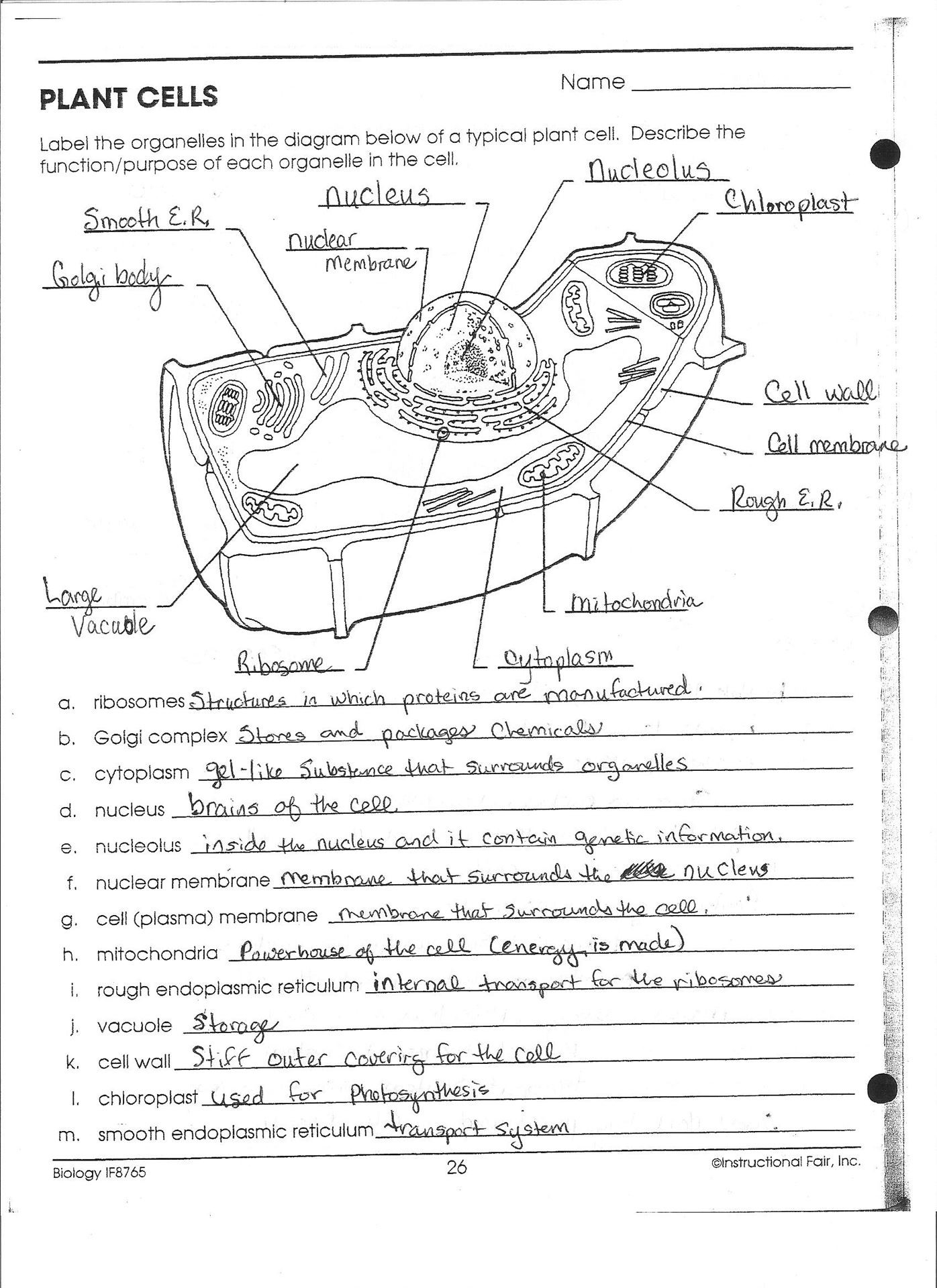 Animal And Plant Cell Worksheets Printable Plant Cell Coloring - Free Printable Cell Worksheets