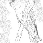 Australian Animals Coloring Pages | Free Printable Pictures   Free Printable Australian Animals