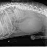 Barker Animal Hospital   Veterinarian In Chesapeake, Va Us   Free Printable Animal X Rays