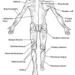 Coloring Pages : Anatomy Coloring Pages Muscles Human Back View Page   Free Printable Human Anatomy Coloring Pages