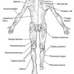 Coloring Pages : Coloring Pages Human Anatomy Futurama Me Remarkable   Free Printable Anatomy Pictures