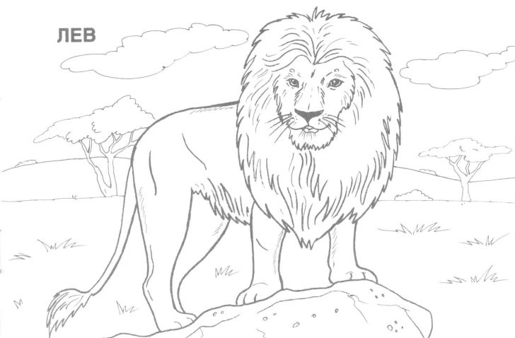 Coloring:coloring Pages Hard Animals Printable Adult Coloring Pages ...