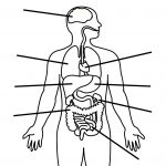 Free Human Body Outline Printable, Download Free Clip Art, Free Clip   Free Printable Human Body Template