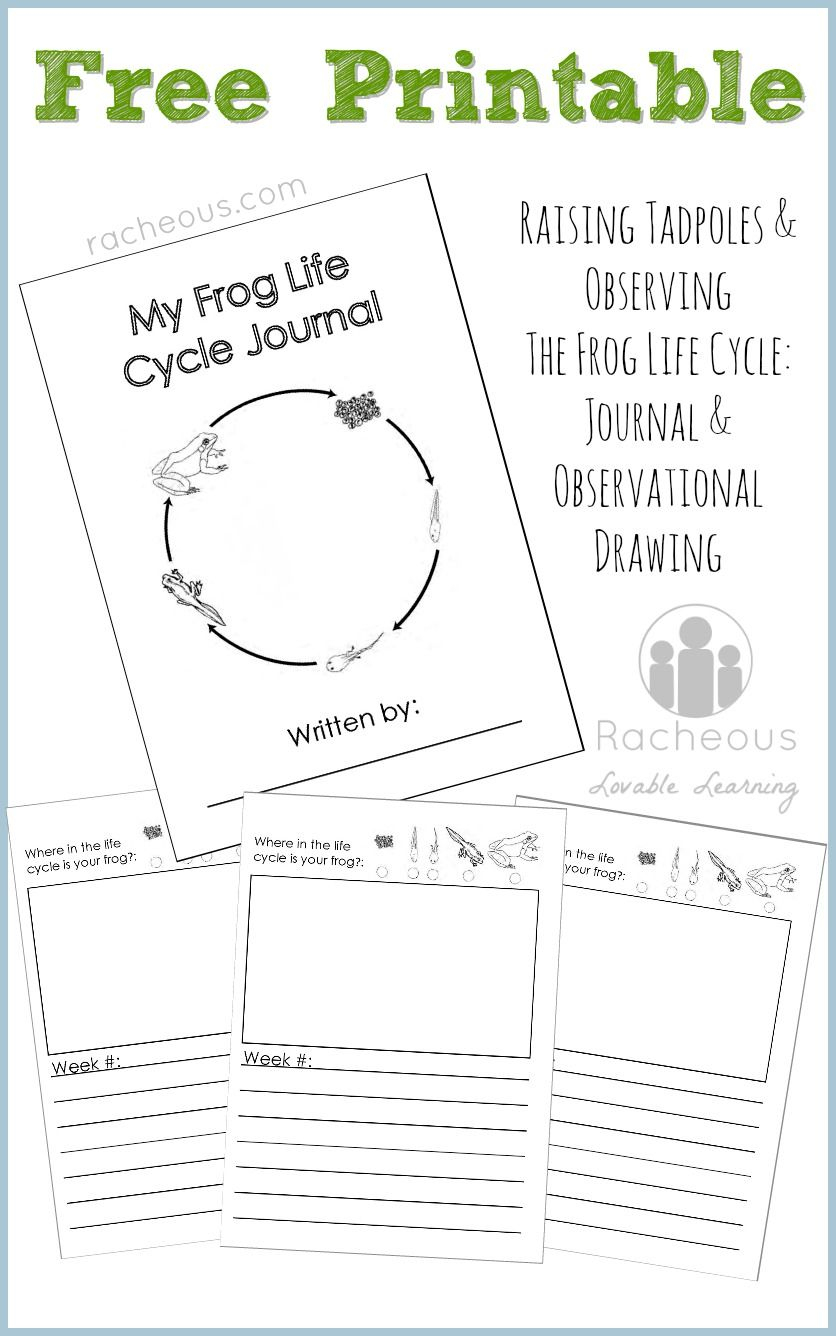 Free Printable Frog Life Cycle Journal | Science Notebooking - Life Cycle Of A Frog Free Printable Book