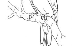 Free Printable Parrot Coloring Pages For Kids | Coloring Pages - Free Printable Parrot Coloring Pages