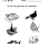 Free Printable Science Worksheets For Kindergarten To Free Download   Free Printable Worksheets For Kids Science