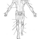 Human Muscles Back View Worksheet Coloring Page | Free Printable   Free Printable Human Anatomy Worksheets