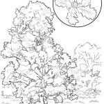 Iowa State Tree Coloring Page | Free Printable Coloring Pages   Tree Coloring Pages Free Printable