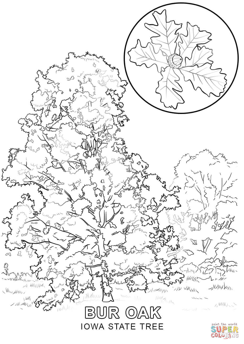 Iowa State Tree Coloring Page | Free Printable Coloring Pages - Tree Coloring Pages Free Printable