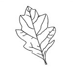 Oak Leaf Outline Group With 80+ Items   Free Printable Oak Leaf Patterns