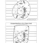 Plant And Animal Cell Worksheet   Siteraven   Free Printable Cell Worksheets