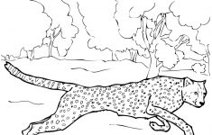 Free Printable Cheetah Pictures