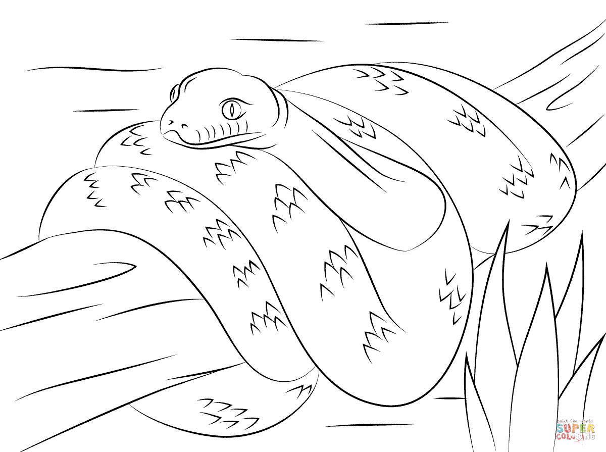 Scrub Python Coloring Page | Free Printable Coloring Pages - Free Printable Pictures Of Australian Animals