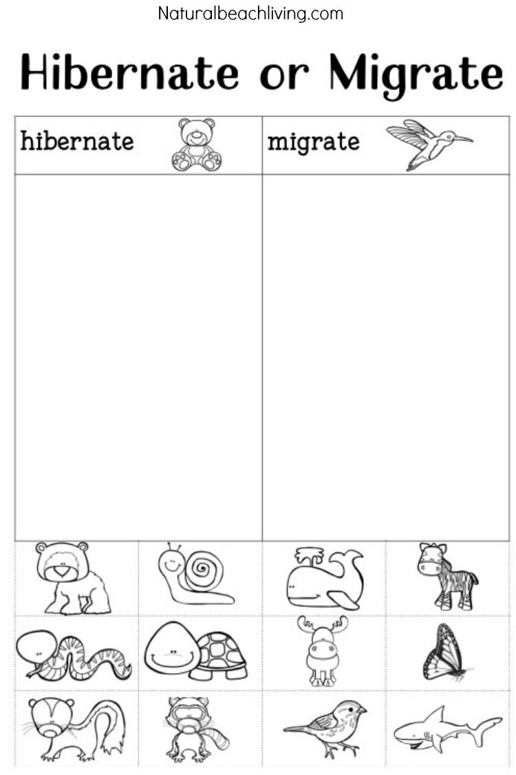 You&amp;#039;ll Love These Winter Animals For Preschool Ideas | Montessori - Free Printable Hibernation Worksheets