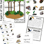 The Best Rainforest Printable Activities For Kids   Natural Beach   Free Printable Rainforest Pictures