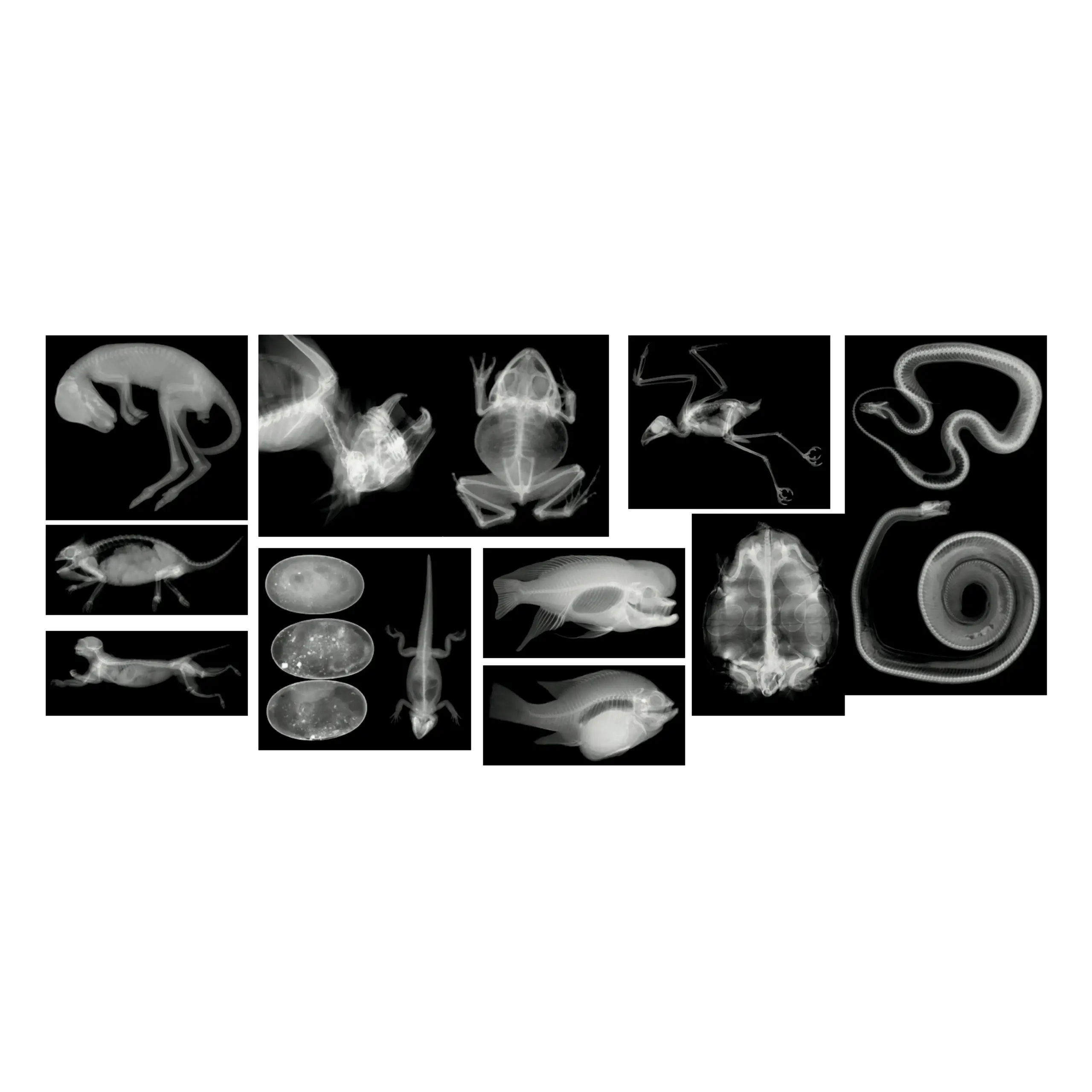 Animal X Rays 8211 14 X Ray Images 038 Matching Cards