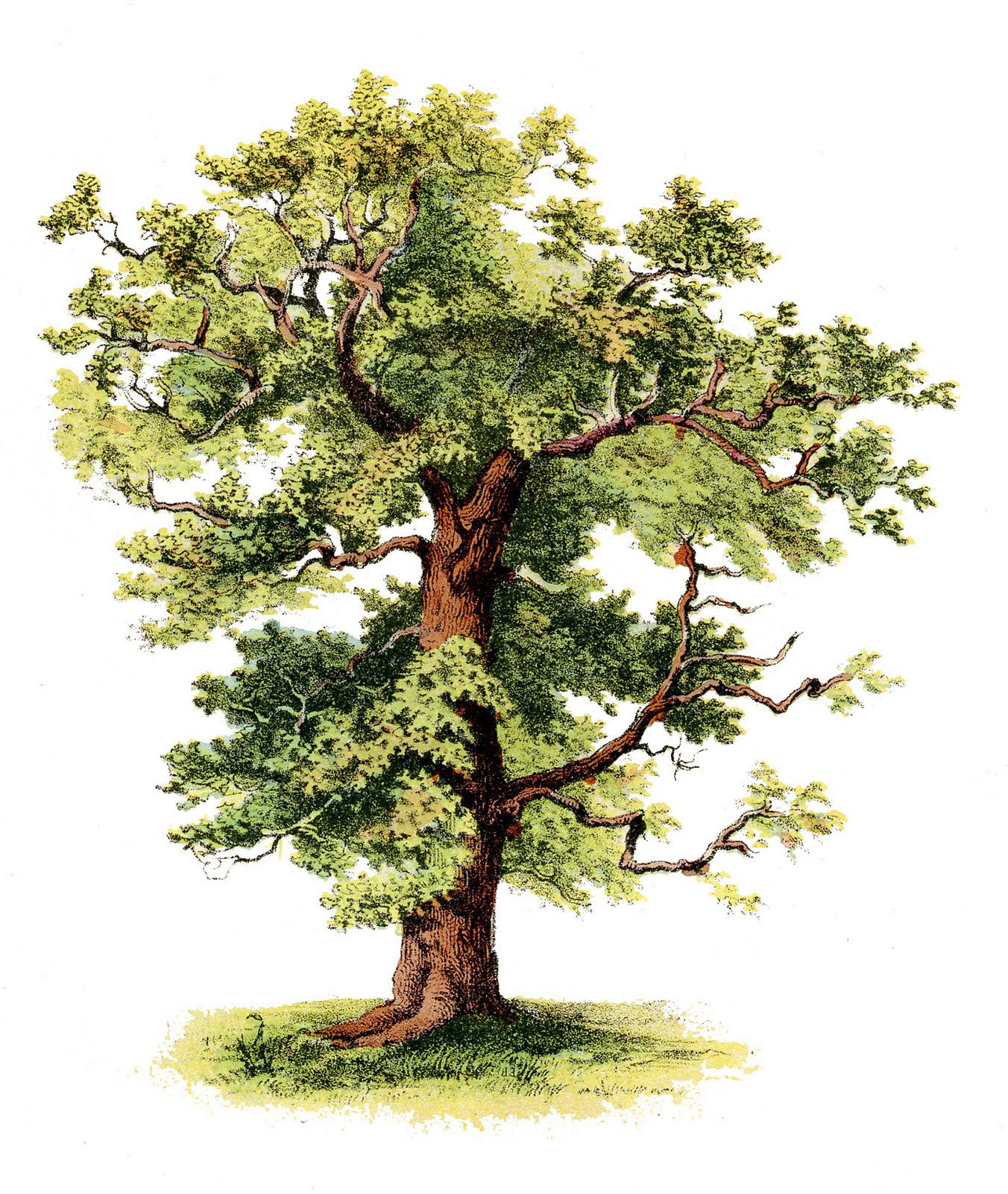 Antique Clip Art Beautiful Tree Antique Clip Art Beautiful Tree