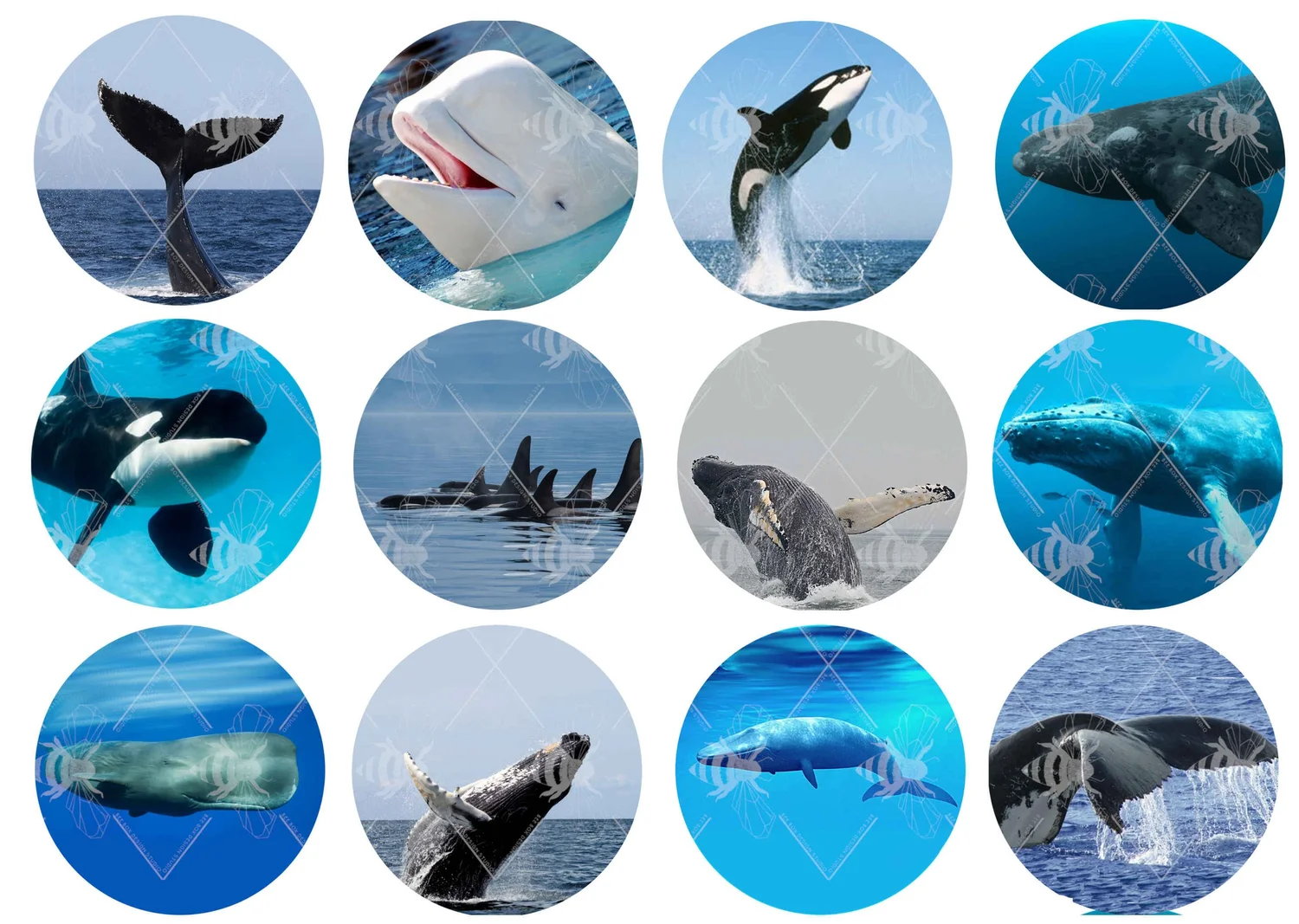 Edible Whale Cupcake Toppers