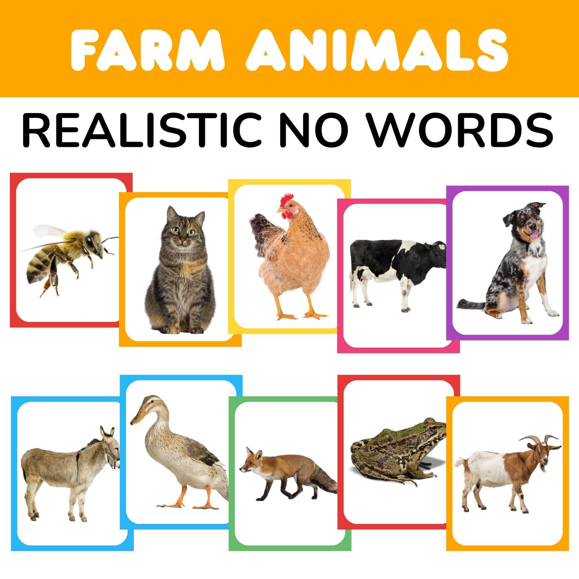 free printable farm animal flash cards