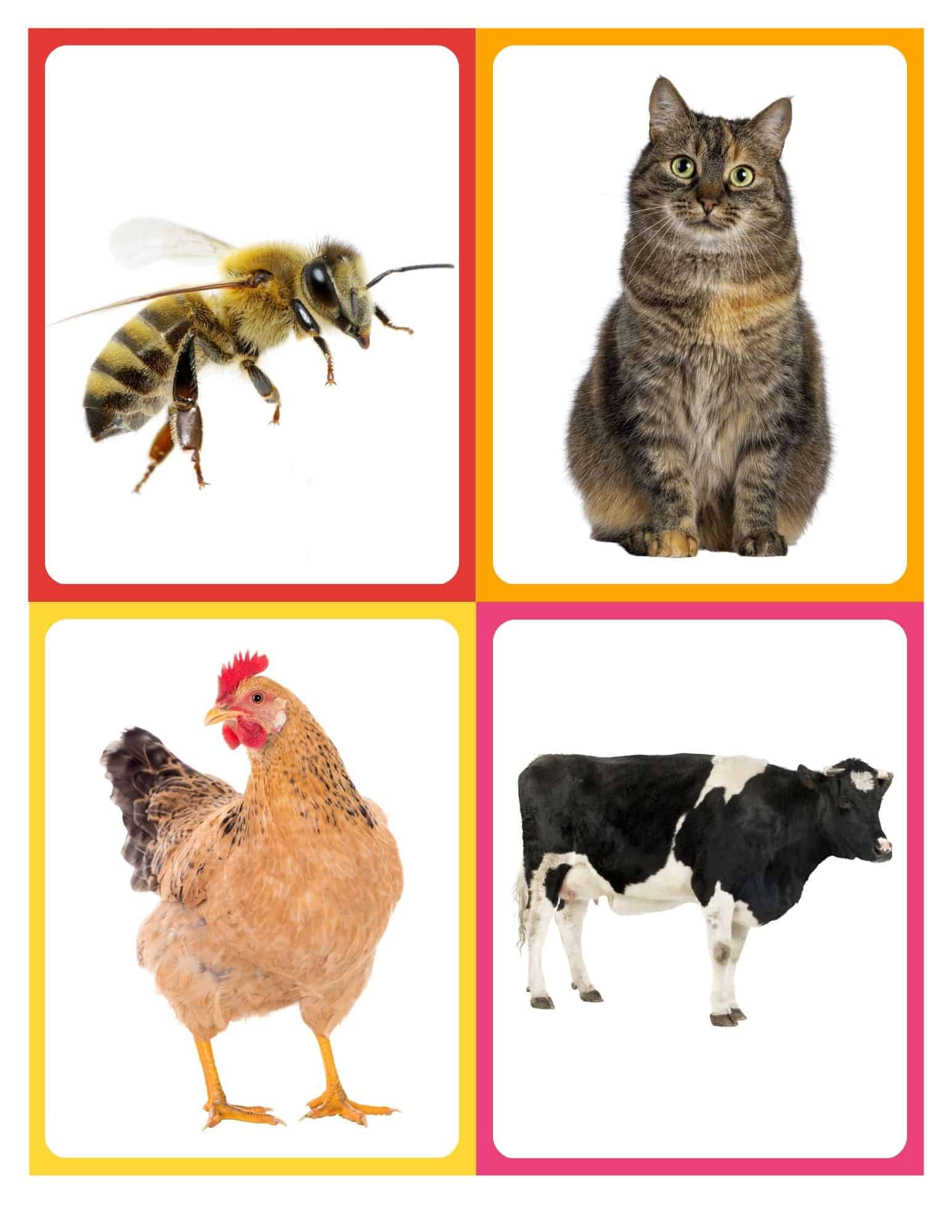 Farm Animal Flashcards