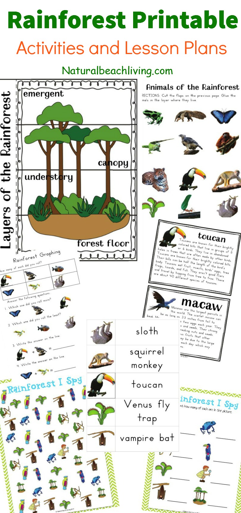 Free Animals Of The Amazon Rainforest Printables