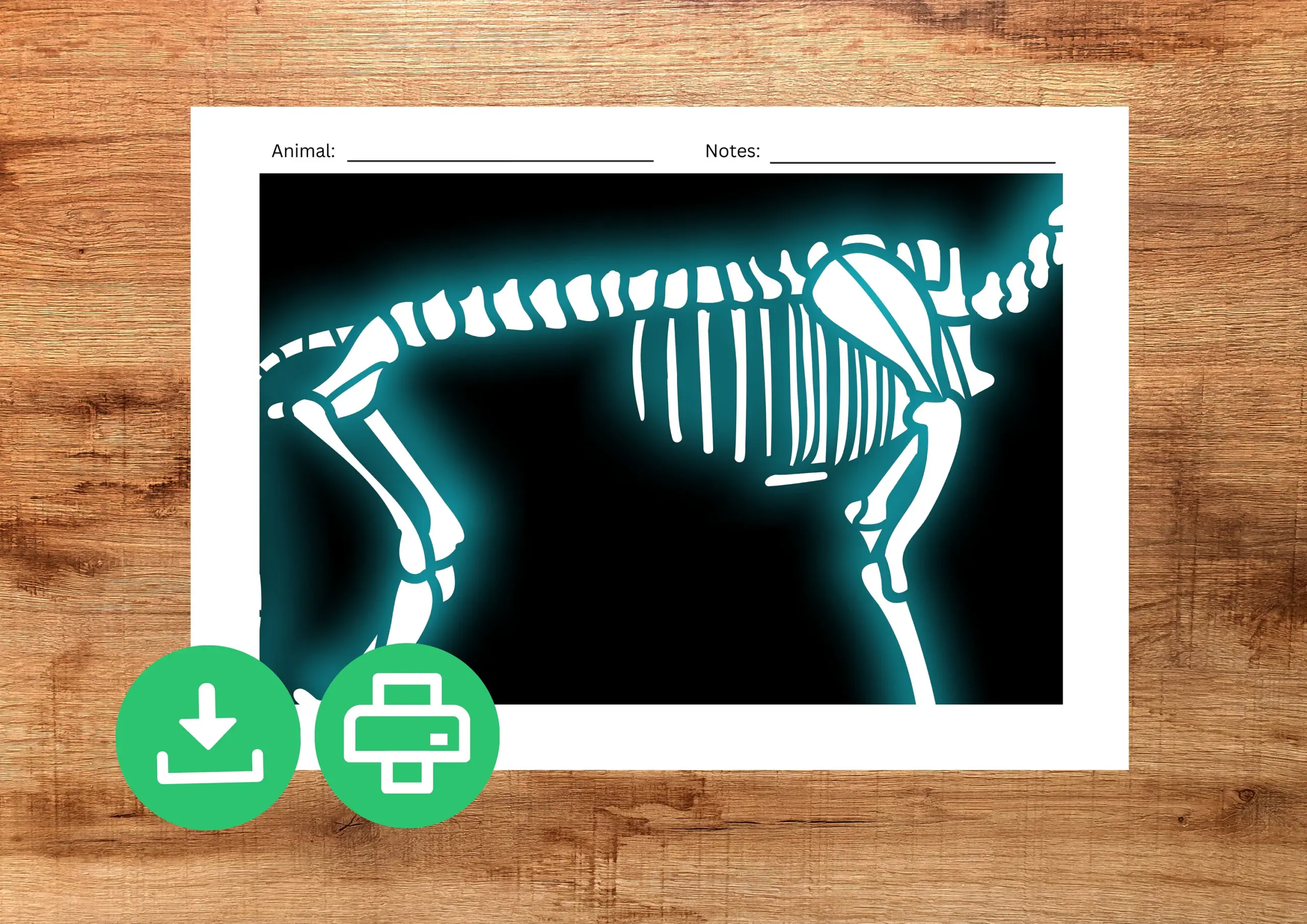 free printable animal x rays