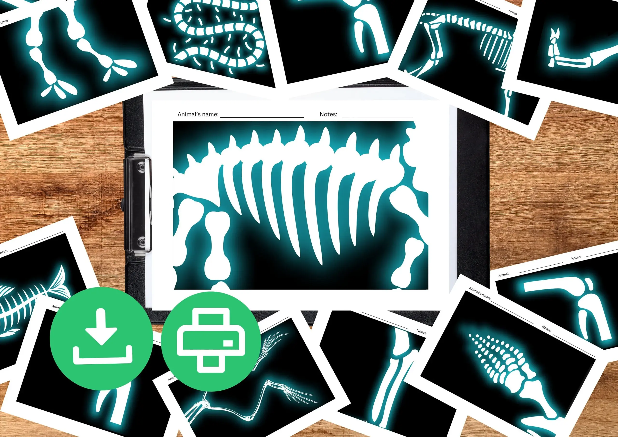 Printable Animal X Rays For Kids Pretend