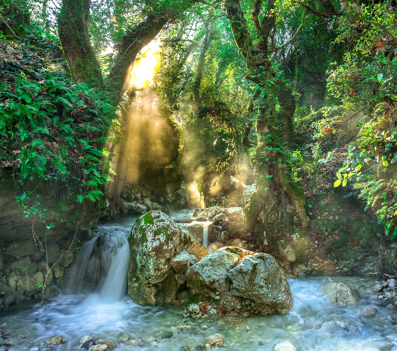 free printable rainforest pictures